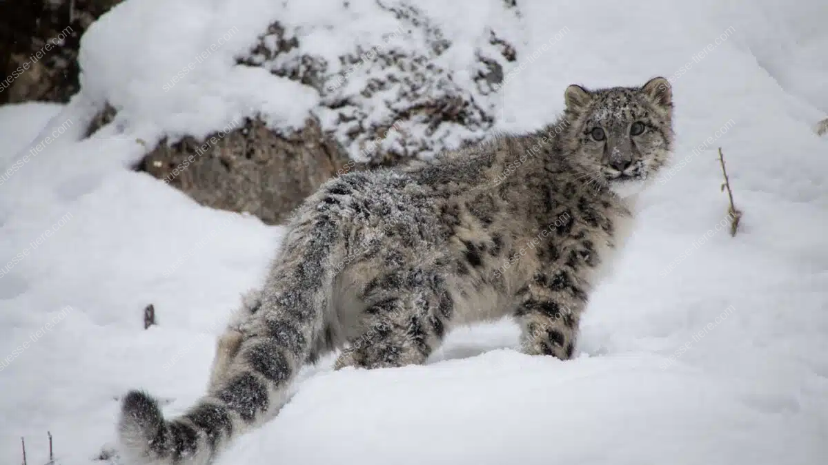 Ein Schneeleopard sitzt auf einem Felsen inmitten einer verschneiten Gebirgslandschaft und blickt aufmerksam in die Ferne.