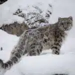 Ein Schneeleopard sitzt auf einem Felsen inmitten einer verschneiten Gebirgslandschaft und blickt aufmerksam in die Ferne.