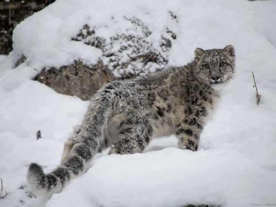 Ein Schneeleopard sitzt auf einem Felsen inmitten einer verschneiten Gebirgslandschaft und blickt aufmerksam in die Ferne.