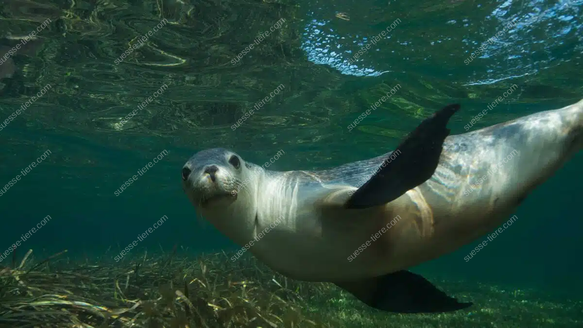 Ein Seelöwe schwimmt unter Wasser und blickt direkt in die Kamera.