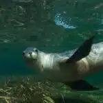 Ein Seelöwe schwimmt unter Wasser und blickt direkt in die Kamera.