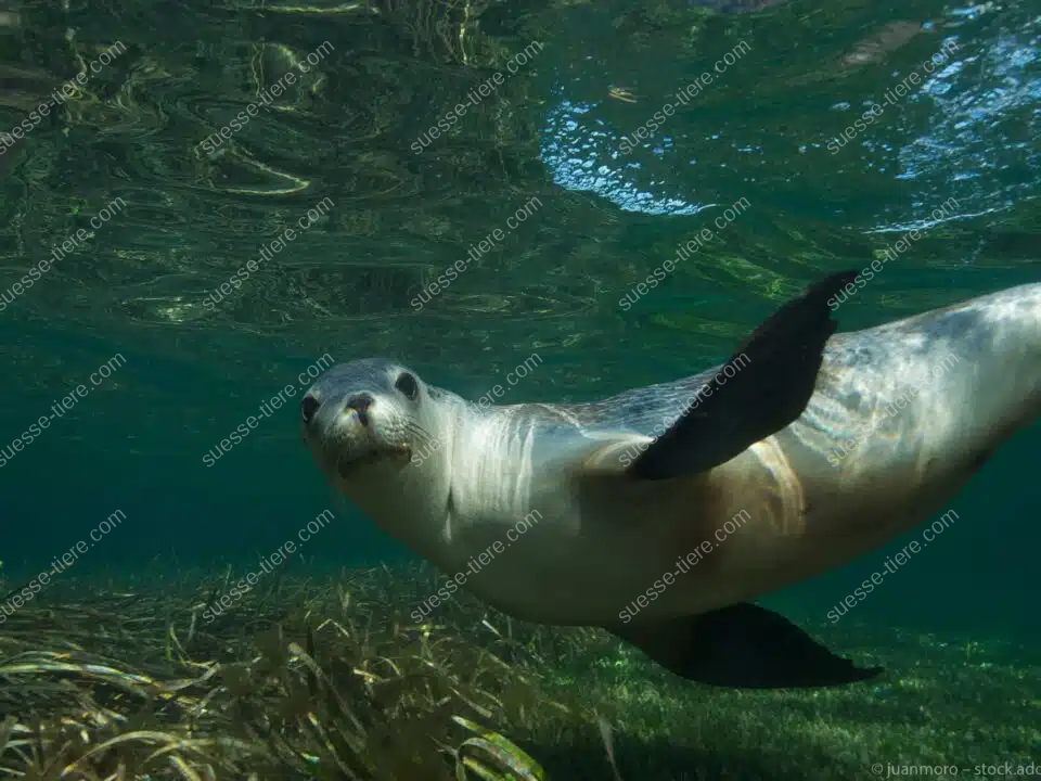 Ein Seelöwe schwimmt unter Wasser und blickt direkt in die Kamera.