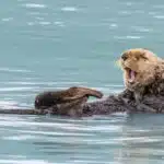 Ein Seeotter schwimmt auf dem Rücken im Wasser und gähnt, während seine Vorderpfoten angewinkelt sind. Sein dichtes Fell ist gut sichtbar.