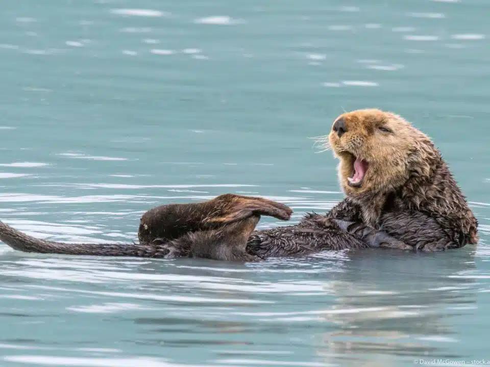 Ein Seeotter schwimmt auf dem Rücken im Wasser und gähnt, während seine Vorderpfoten angewinkelt sind. Sein dichtes Fell ist gut sichtbar.