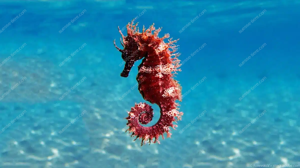 Ein rötliches Seepferdchen schwebt im blauen Wasser, sein gekrümmter Schwanz und die filigranen Körperstrukturen sind deutlich sichtbar.