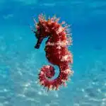 Ein rötliches Seepferdchen schwebt im blauen Wasser, sein gekrümmter Schwanz und die filigranen Körperstrukturen sind deutlich sichtbar.