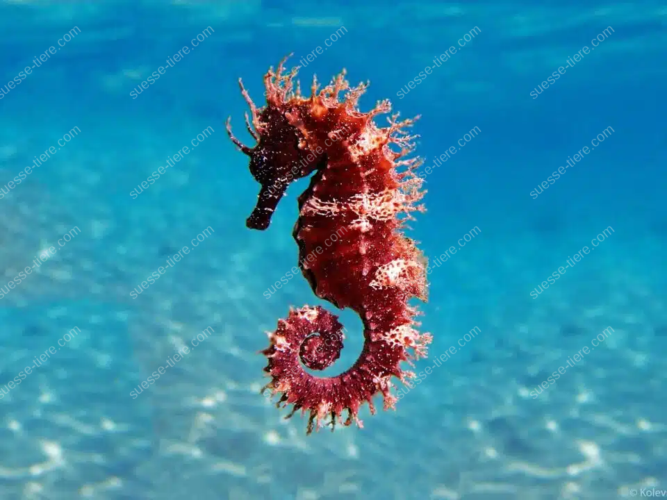 Ein rötliches Seepferdchen schwebt im blauen Wasser, sein gekrümmter Schwanz und die filigranen Körperstrukturen sind deutlich sichtbar.