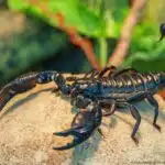 Ein schwarzer Skorpion sitzt auf einem Felsen, sein Stachel ist aufgerichtet, im Hintergrund grünes Blattwerk.
