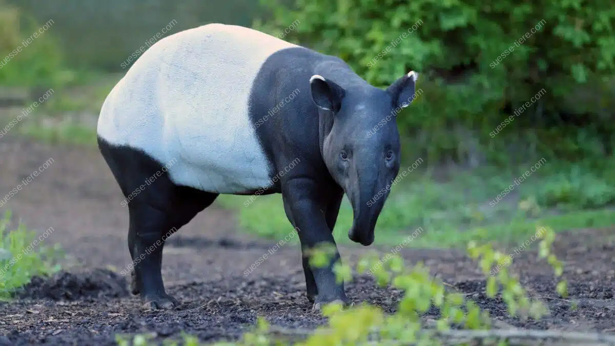 Ein Malaiischer Tapir mit markanter Fellzeichnung steht auf einem Waldboden.