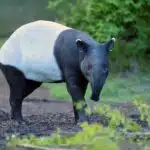 Ein Malaiischer Tapir mit markanter Fellzeichnung steht auf einem Waldboden.