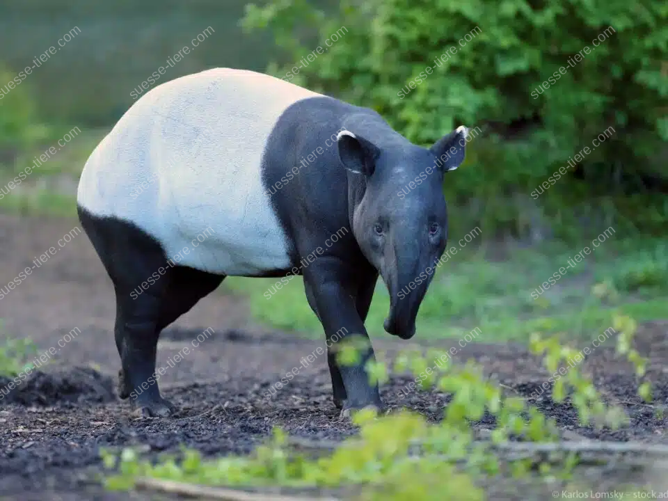 Ein Malaiischer Tapir mit markanter Fellzeichnung steht auf einem Waldboden.