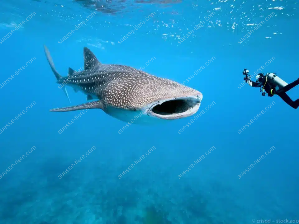 Ein riesiger Walhai schwimmt durch das blaue Meer, während ein Taucher ihn aus nächster Nähe fotografiert.