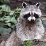 Ein Waschbär sitzt auf einem Baumstumpf im Wald und blickt neugierig in die Kamera.
