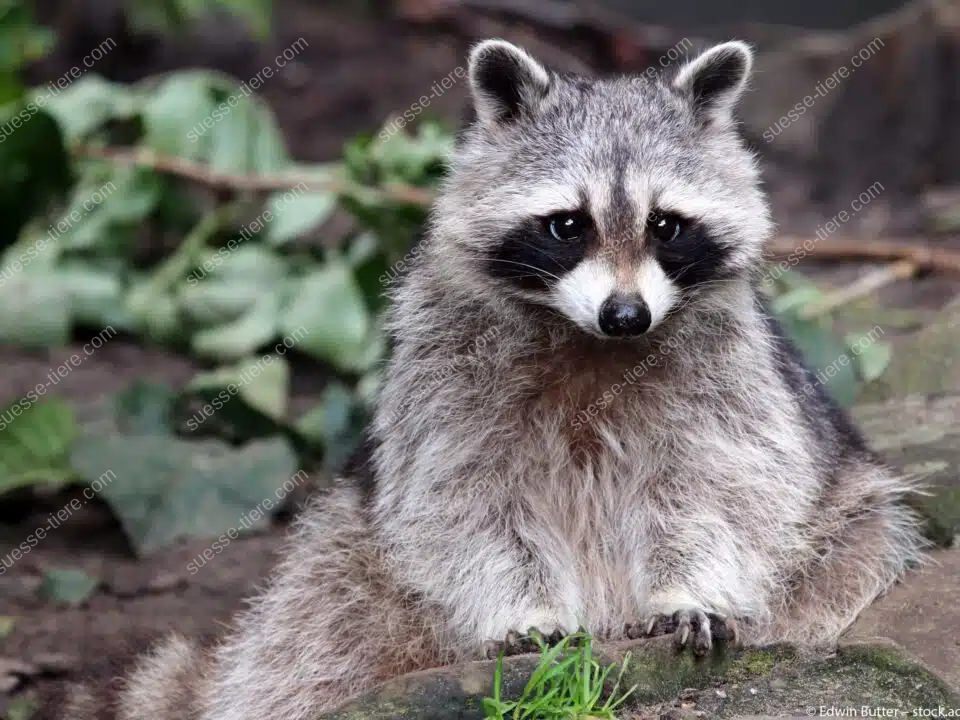Ein Waschbär sitzt auf einem Baumstumpf im Wald und blickt neugierig in die Kamera.