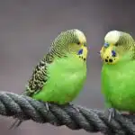 Zwei grüne Wellensittiche sitzen nebeneinander auf einem Seil.