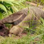 Ameisenbär steht im Gras vor einem aufgebrochenen Termitenbau und sucht nach Nahrung.