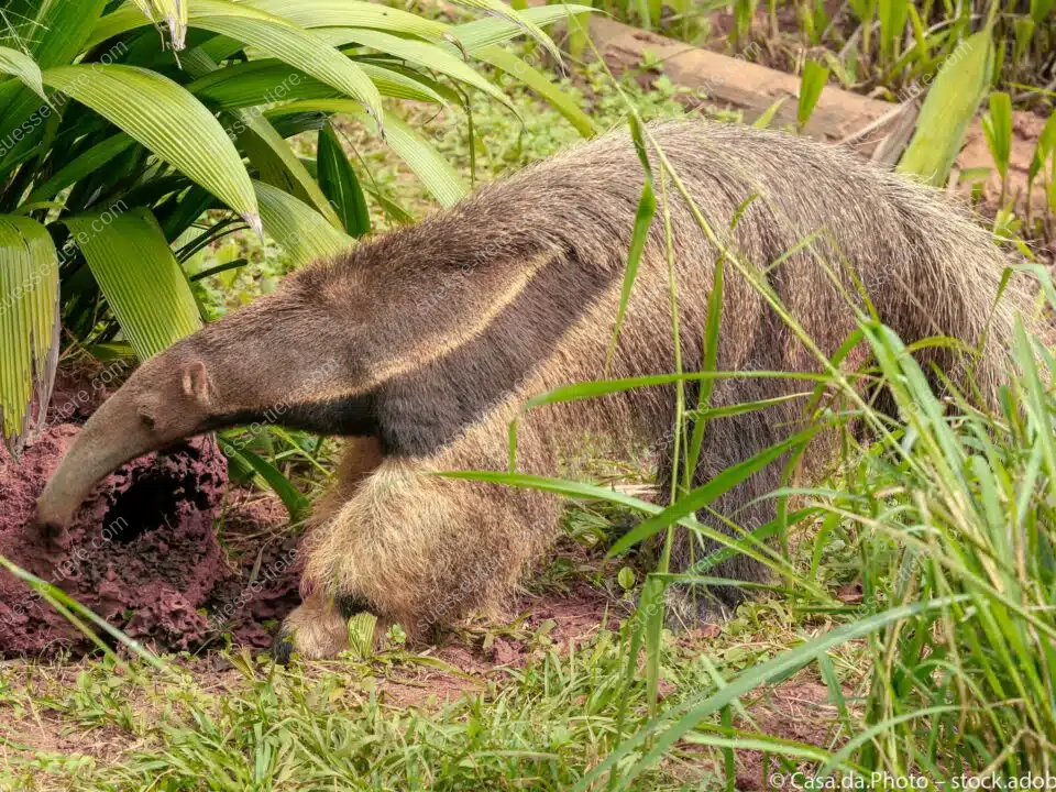 Ameisenbär steht im Gras vor einem aufgebrochenen Termitenbau und sucht nach Nahrung.