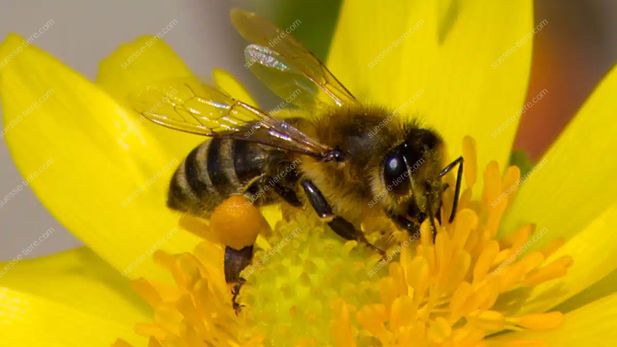 Nahaufnahme einer Biene beim Sammeln von Pollen auf einer gelben Blume.