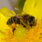Nahaufnahme einer Biene beim Sammeln von Pollen auf einer gelben Blume.