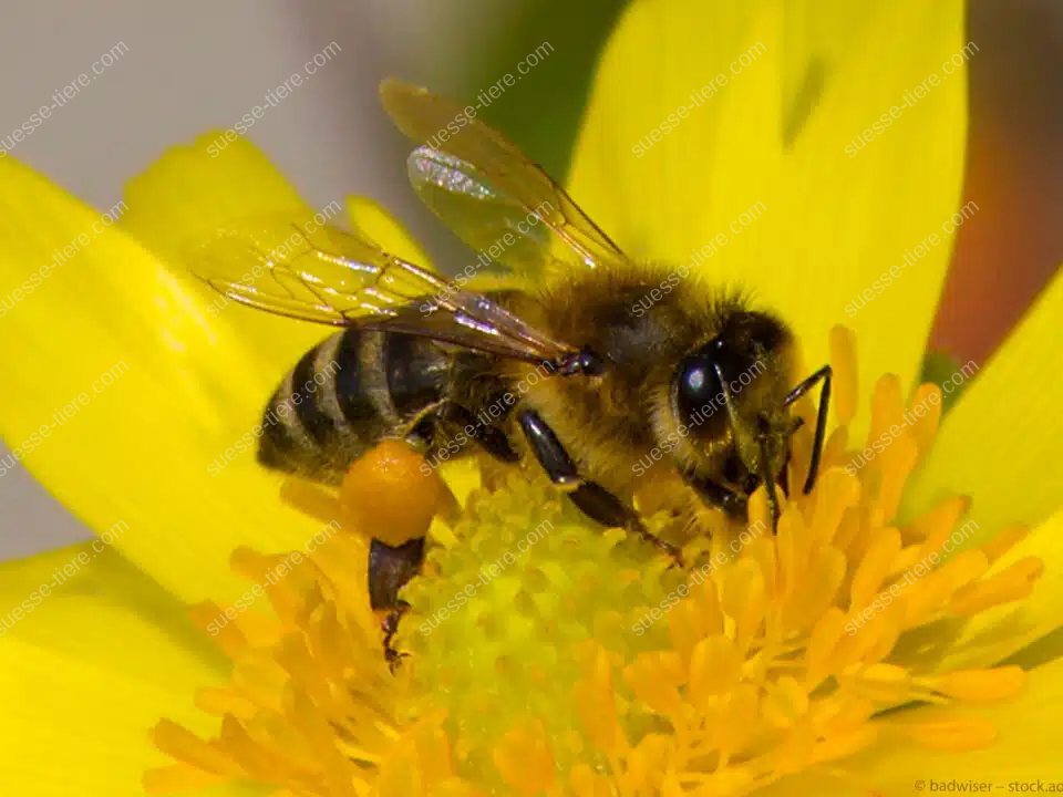 Nahaufnahme einer Biene beim Sammeln von Pollen auf einer gelben Blume.