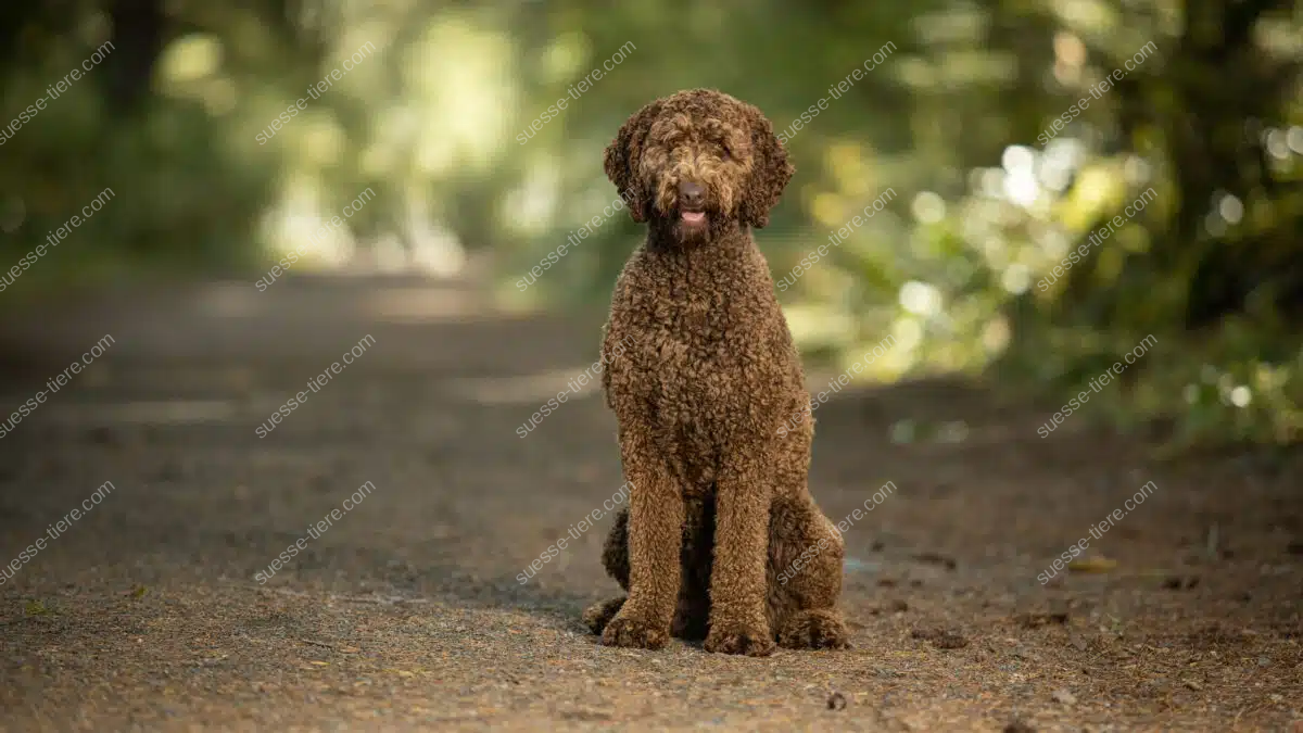 Ein brauner, lockiger Labradoodle sitzt gerade auf einem Weg im Grünen und blickt aufmerksam in die Kamera.