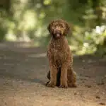 Ein brauner, lockiger Labradoodle sitzt gerade auf einem Weg im Grünen und blickt aufmerksam in die Kamera.