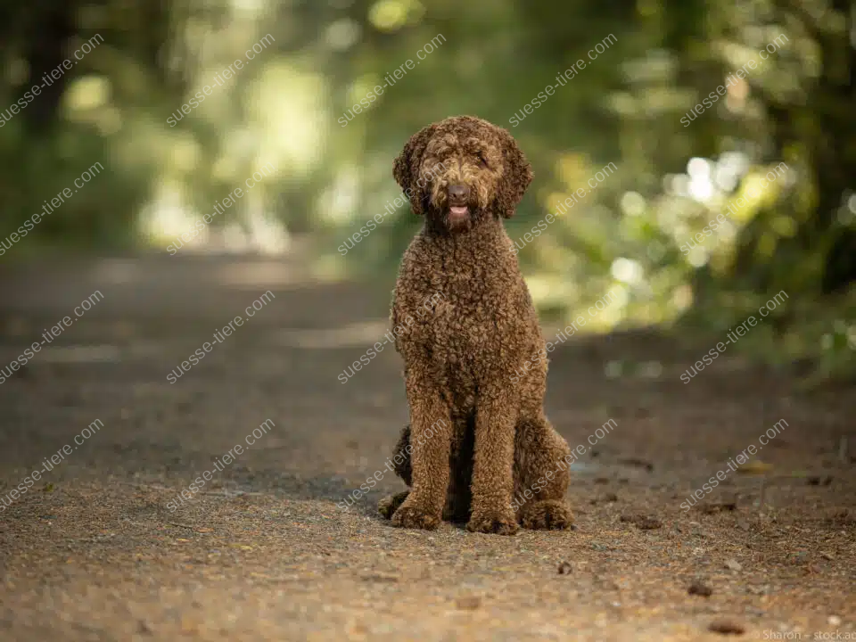 Ein brauner, lockiger Labradoodle sitzt gerade auf einem Weg im Grünen und blickt aufmerksam in die Kamera.