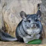 Ein Chinchilla mit dichtem, grauem Fell sitzt auf einem Felsvorsprung in den Anden.