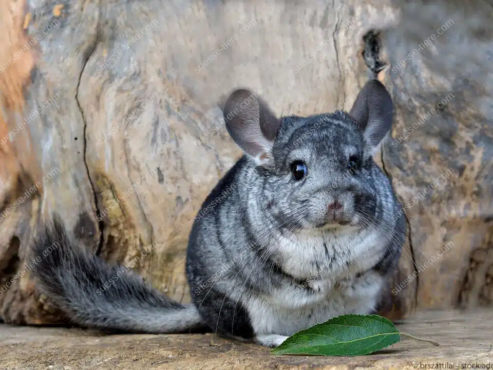 Ein Chinchilla mit dichtem, grauem Fell sitzt auf einem Felsvorsprung in den Anden.