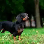 Ein schwarzer Dackel mit brauner Zeichnung steht im Gras und schaut in die Ferne.