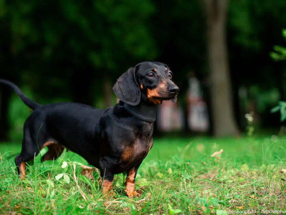 Ein schwarzer Dackel mit brauner Zeichnung steht im Gras und schaut in die Ferne.