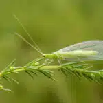 Eine grüne Florfliege mit durchsichtigen Flügeln sitzt auf einem feinen Zweig im Garten.