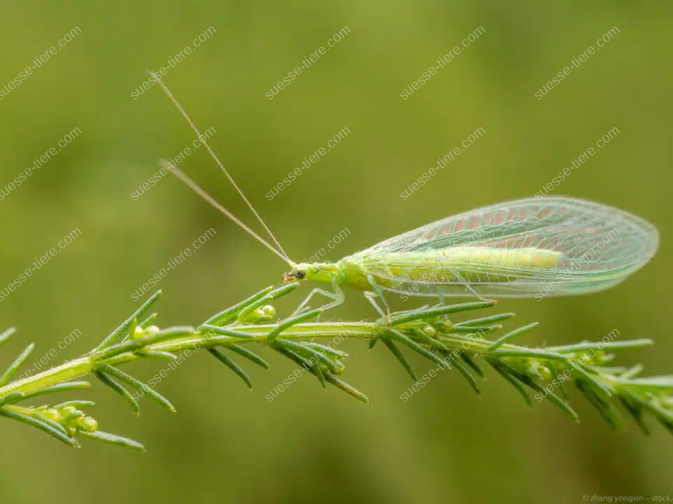 Eine grüne Florfliege mit durchsichtigen Flügeln sitzt auf einem feinen Zweig im Garten.