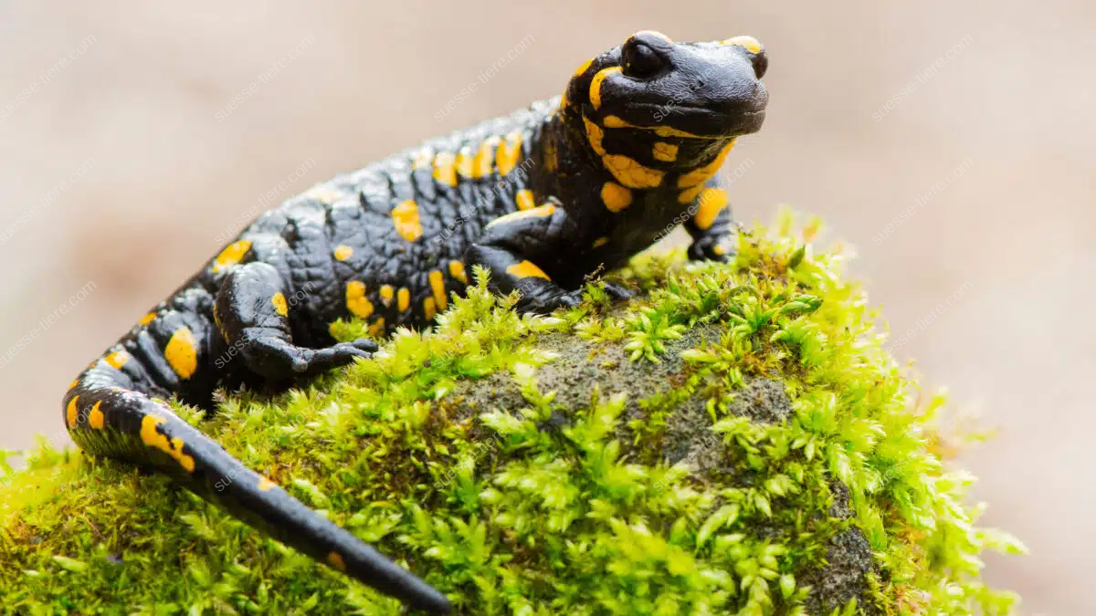 Feuersalamander mit gelb-schwarzer Haut sitzt auf moosbedecktem Stein im Wald.