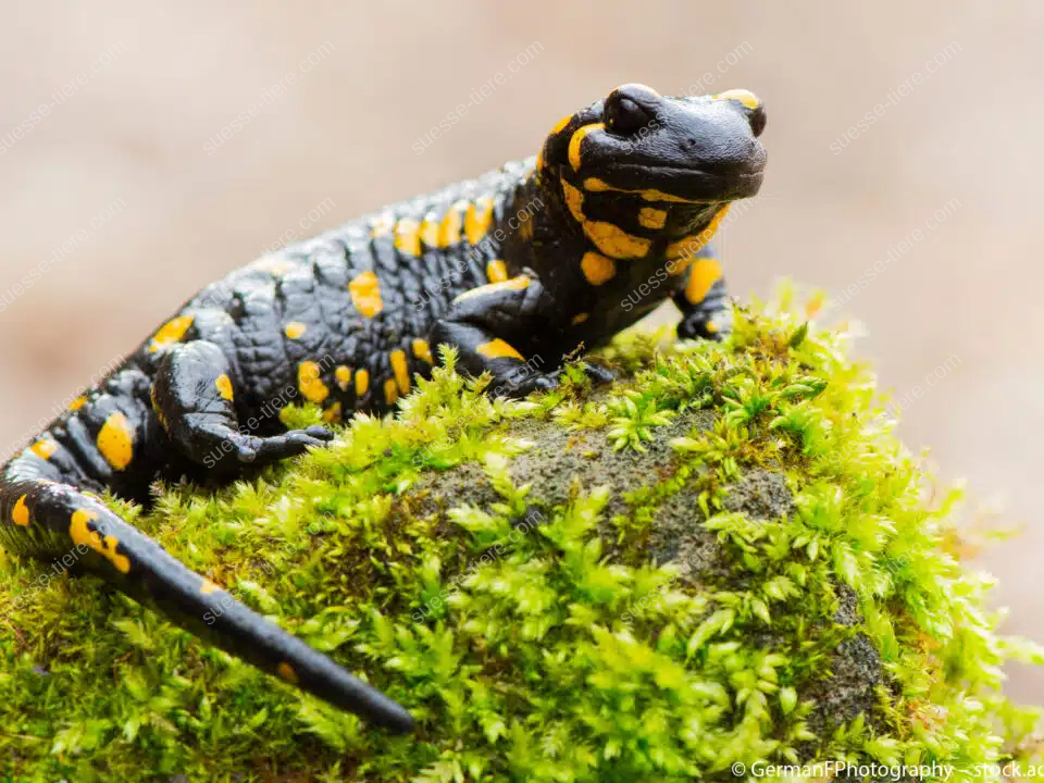 Feuersalamander mit gelb-schwarzer Haut sitzt auf moosbedecktem Stein im Wald.
