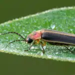 Ein Glühwürmchen sitzt auf einem taufrischen Blatt mit sichtbaren Wassertropfen.