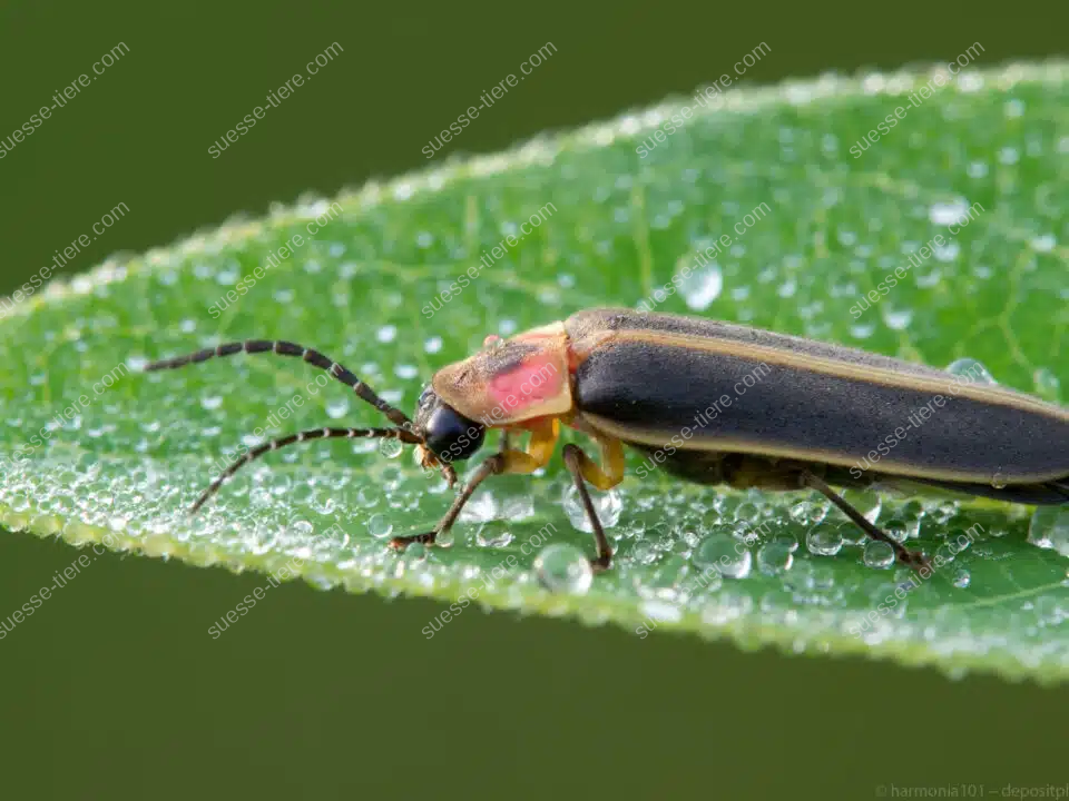 Ein Glühwürmchen sitzt auf einem taufrischen Blatt mit sichtbaren Wassertropfen.