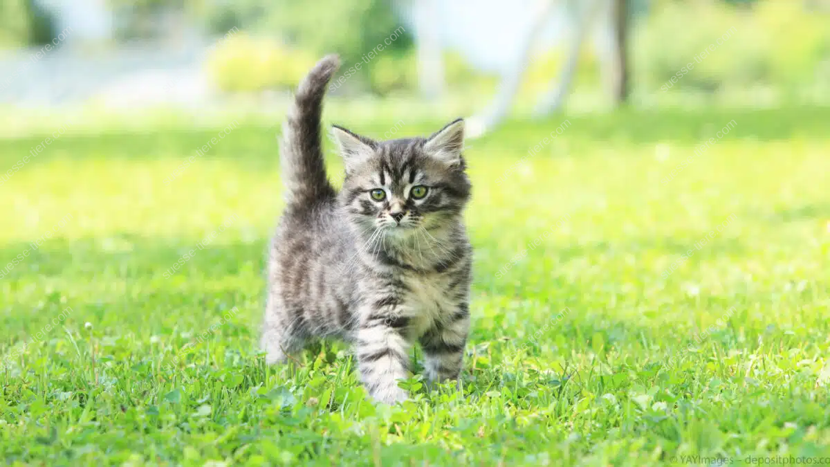 Eine grau-getigerte Hauskatze mit flauschigem Fell läuft über eine grüne Wiese.