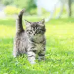 Eine grau-getigerte Hauskatze mit flauschigem Fell läuft über eine grüne Wiese.