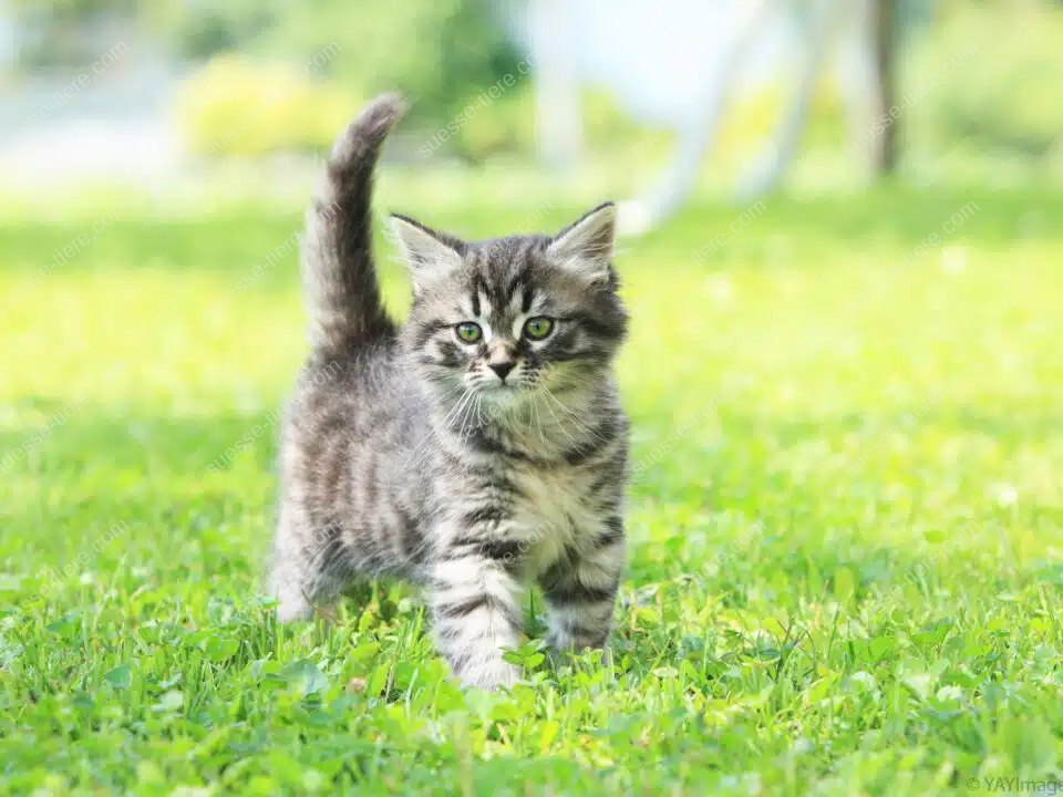 Eine grau-getigerte Hauskatze mit flauschigem Fell läuft über eine grüne Wiese.