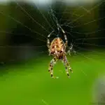 Eine Kreuzspinne mit markanter Kreuzzeichnung sitzt in der Mitte ihres Radnetzes vor verschwommenem grünen Hintergrund.