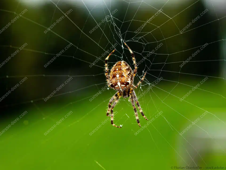 Eine Kreuzspinne mit markanter Kreuzzeichnung sitzt in der Mitte ihres Radnetzes vor verschwommenem grünen Hintergrund.