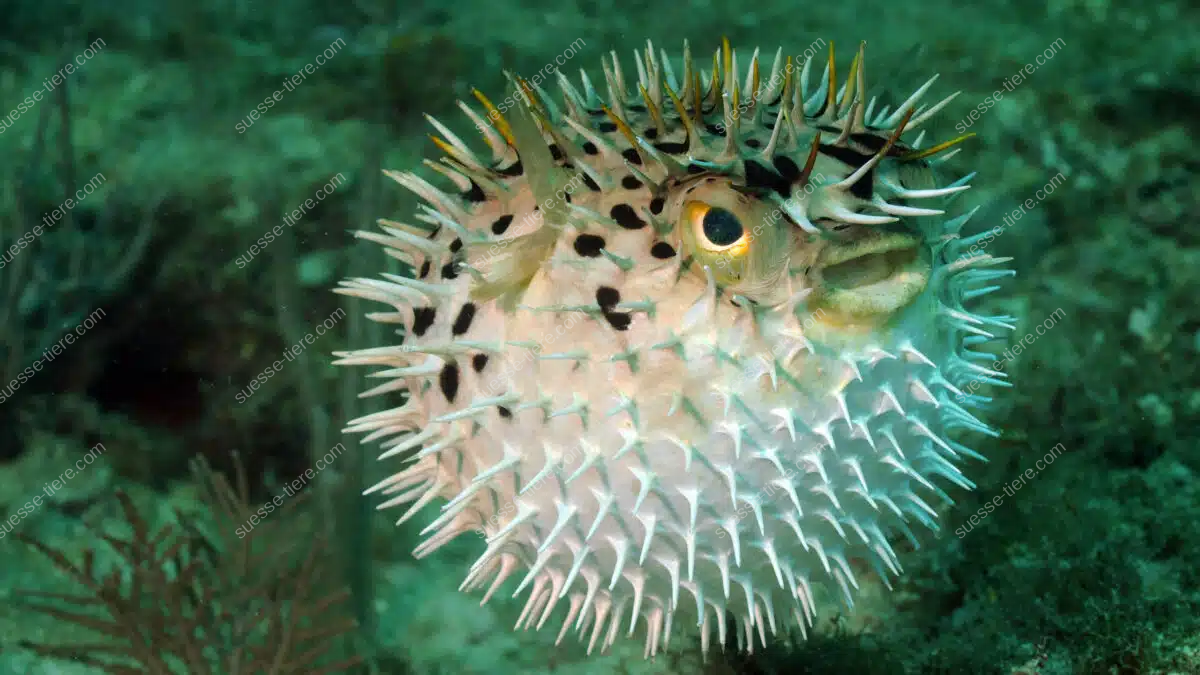 Aufgeblähter Kugelfisch mit Stacheln im tropischen Korallenmeer.