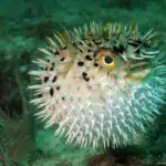Aufgeblähter Kugelfisch mit Stacheln im tropischen Korallenmeer.
