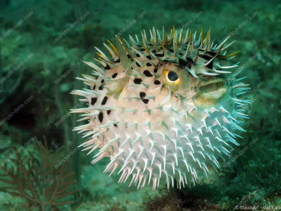 Aufgeblähter Kugelfisch mit Stacheln im tropischen Korallenmeer.