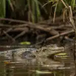 Ein Kaiman schwimmt ruhig im trüben Fluss, sein Kopf ragt aus dem Wasser, die Umgebung ist von Pflanzen und Ästen gesäumt.