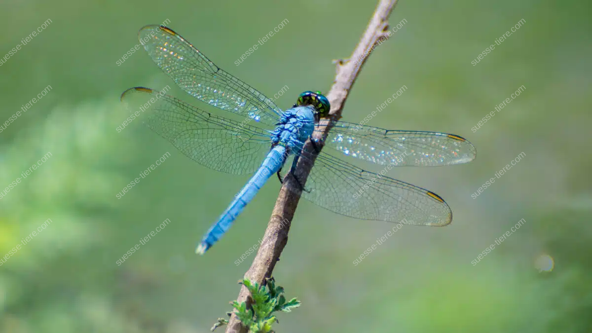 Eine blaue Libelle sitzt auf einem Ast, ihre durchsichtigen Flügel glänzen im Sonnenlicht.