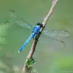 Eine blaue Libelle sitzt auf einem Ast, ihre durchsichtigen Flügel glänzen im Sonnenlicht.