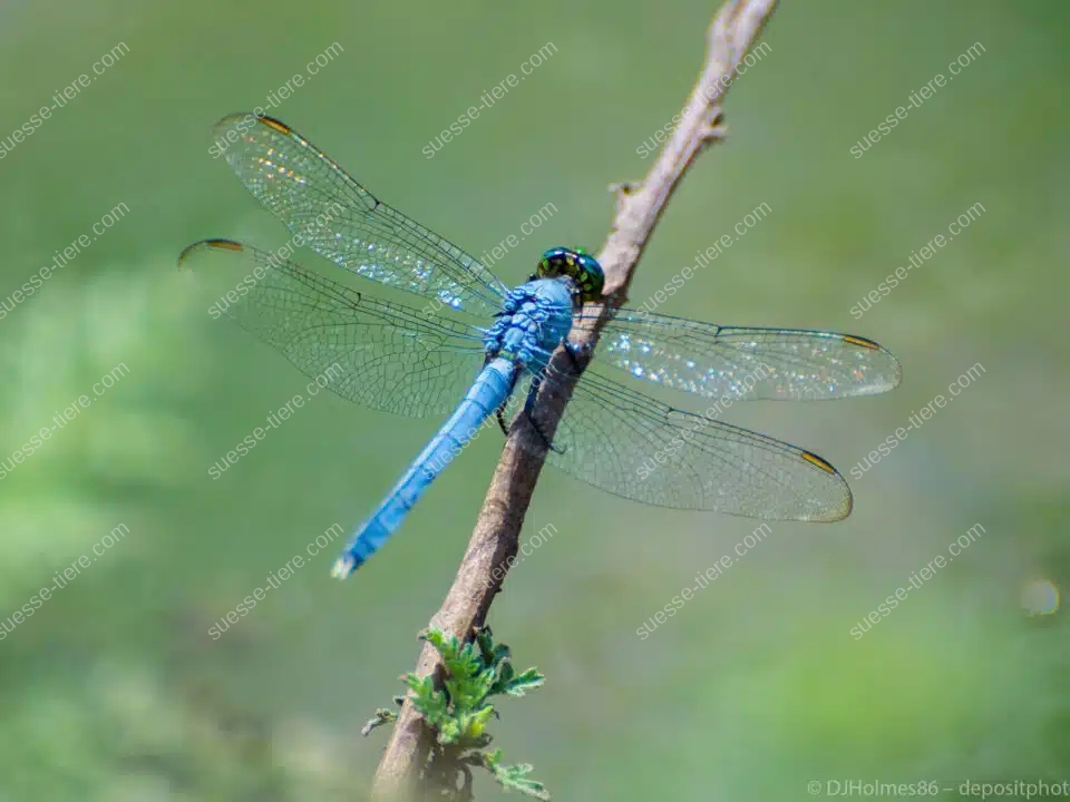 Eine blaue Libelle sitzt auf einem Ast, ihre durchsichtigen Flügel glänzen im Sonnenlicht.