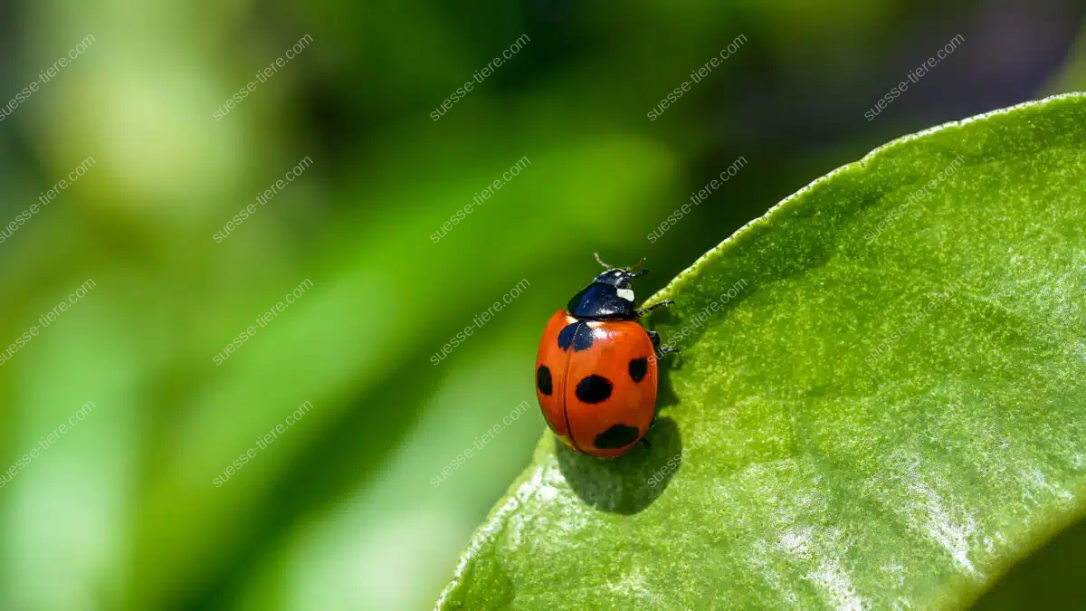Ein Marienkäfer mit leuchtend rotem Körper und sieben schwarzen Punkten sitzt auf einem frischen, grünen Blatt in der Sonne.